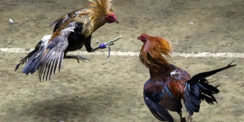 Những lý do khiến sảnh chọi gà được nhiều người chơi yêu thích